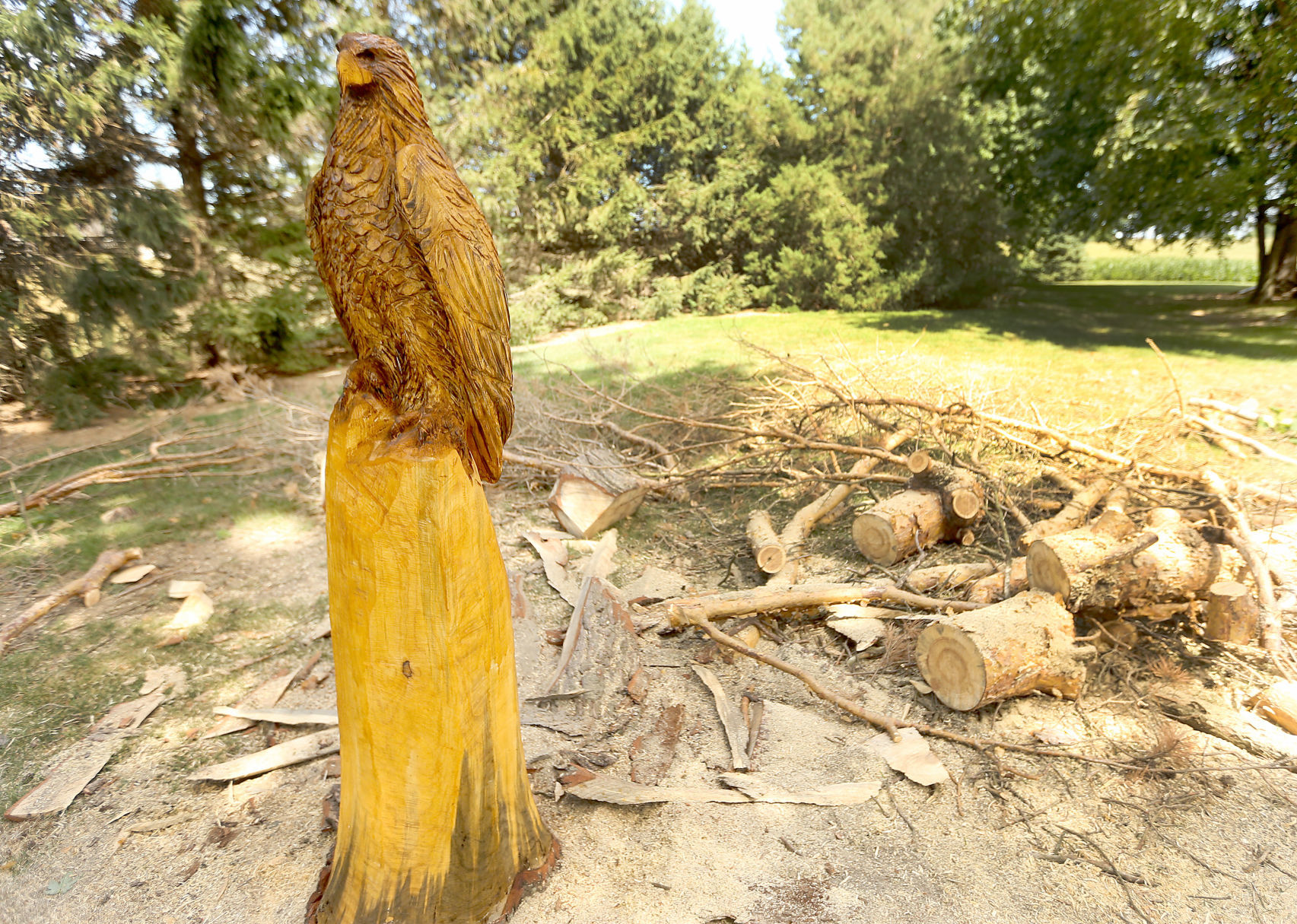 Golden eagle